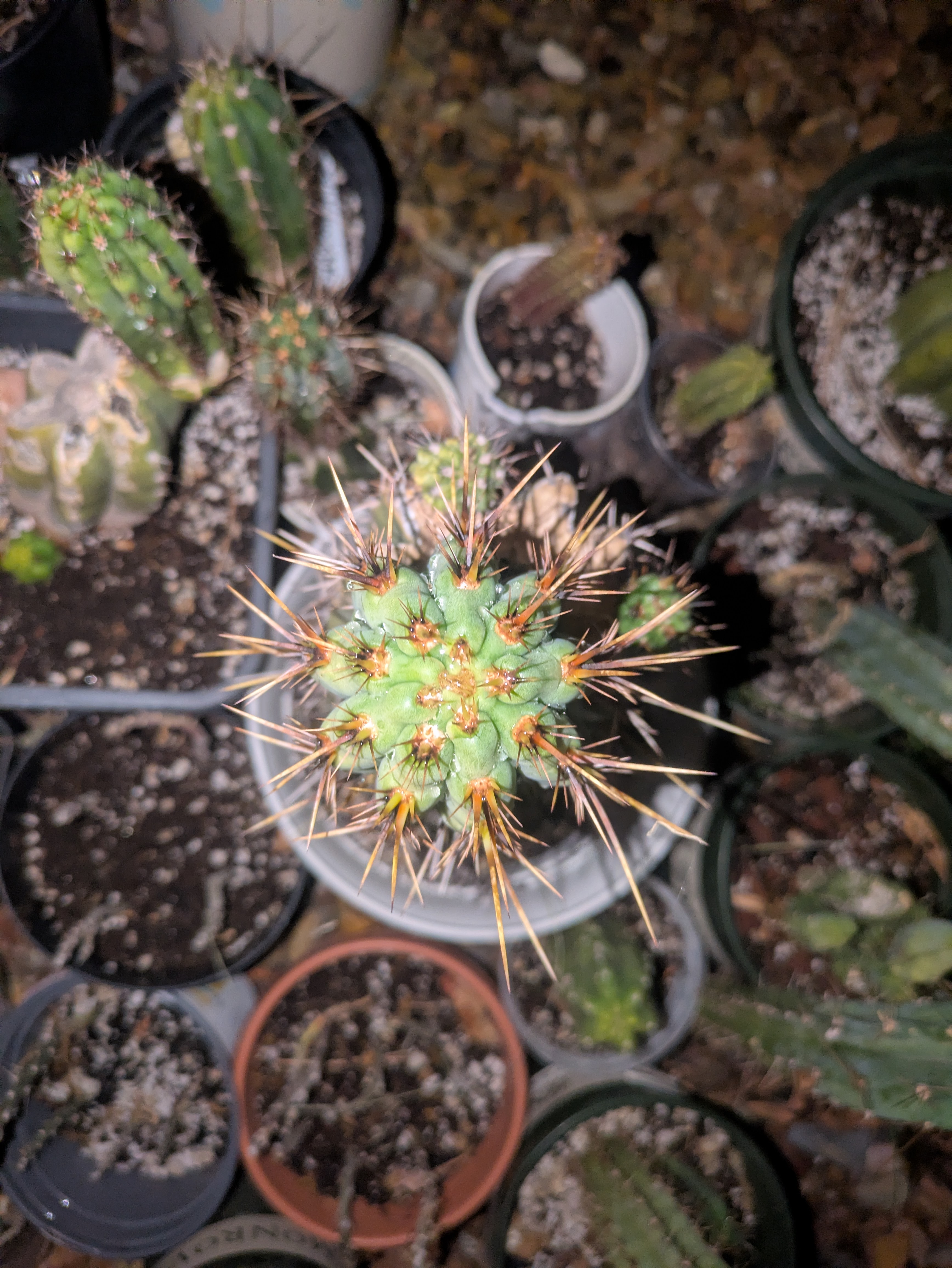 Texas Ron's Prize Cactus