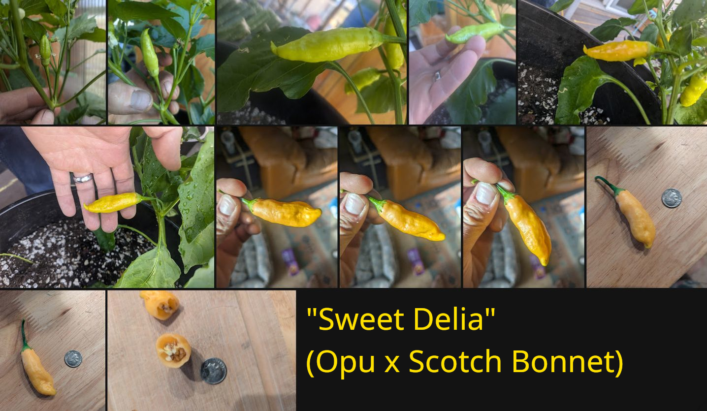Delia F1 Pepper
