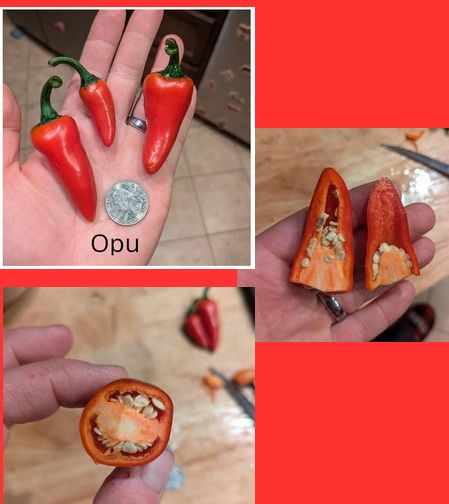 The Opu