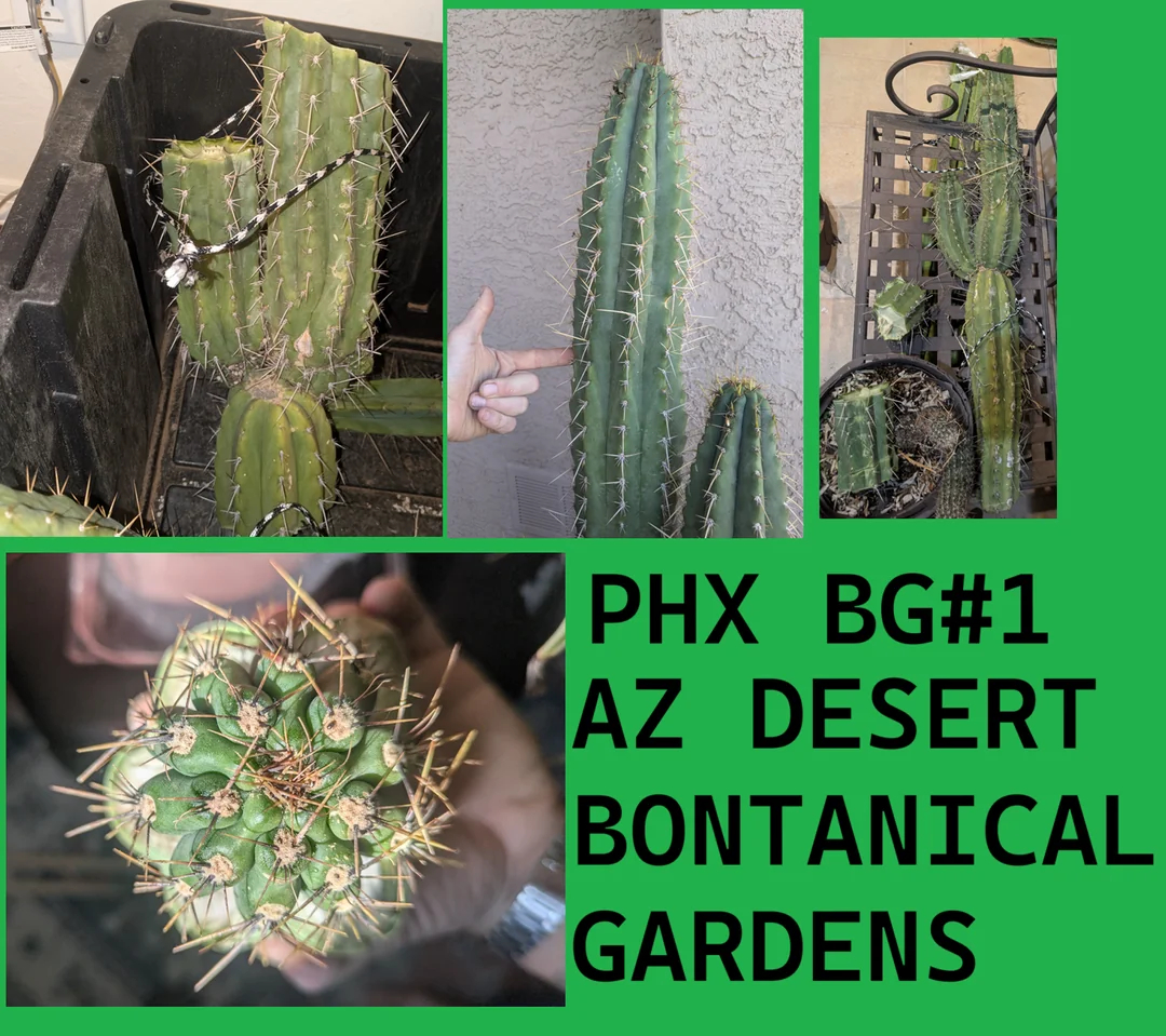 Phoenix Desert Botanical Garden #1
