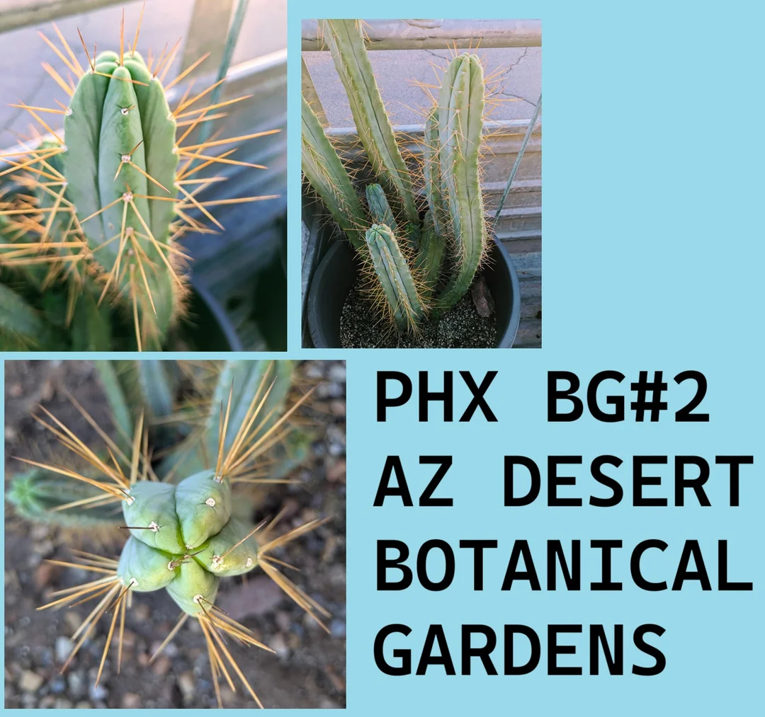 Phoenix Desert Botanical Garden #2
